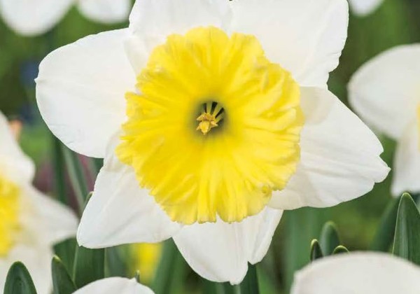 Narcissus, lielziedu Ice Follies 12/14