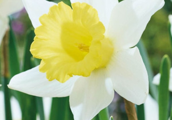 Narcissus, trompešu Melyor 12/14