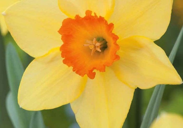 Narcissus, lielziedu Red Devon 12/14