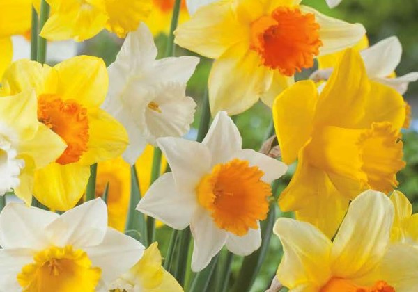 Narcissus, lielziedu Large Cupped Mix 12/14