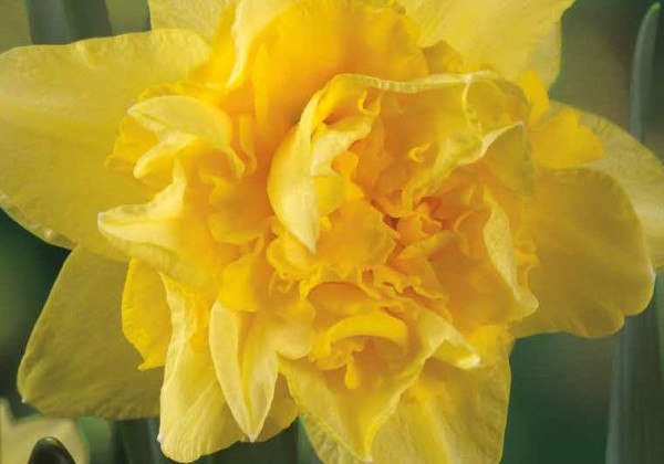 Narcissus, pildītiem z. Golden Ducat 12/14