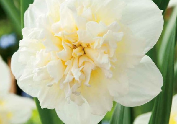 Narcissus, pildītiem z. Ice King 12/14