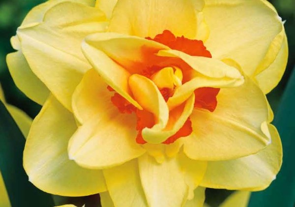 Narcissus, pildītiem z. Tahiti 12/14