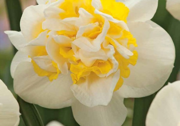 Narcissus, pildītiem z. Westward 12/14