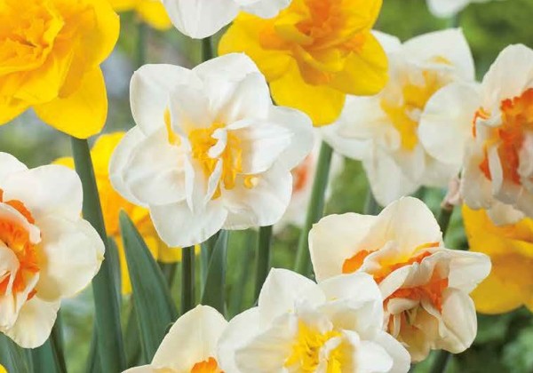 Narcissus, pildītiem z. Double Mix 12/14