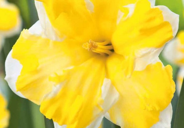Narcissus, šķeltziedu Cassata 12/14