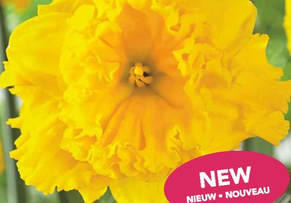 Narcissus, šķeltziedu Gold Disc 12/14