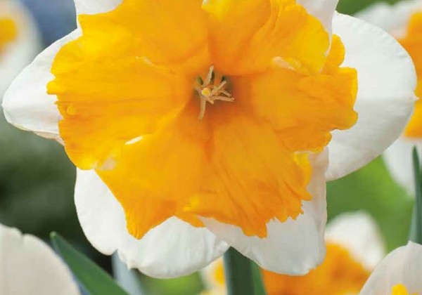 Narcissus, šķeltziedu Orangery 12/14