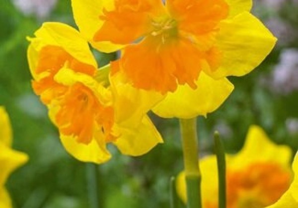 Narcissus, šķeltziedu Slice of Life 12/14