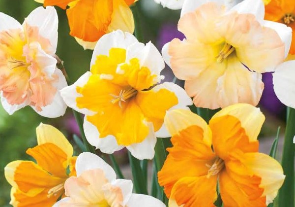 Narcissus, šķeltziedu Butterfly Mix 12/14