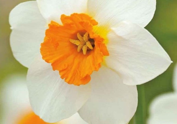 Narcissus, sīkziedu Barrett Browning 12/14