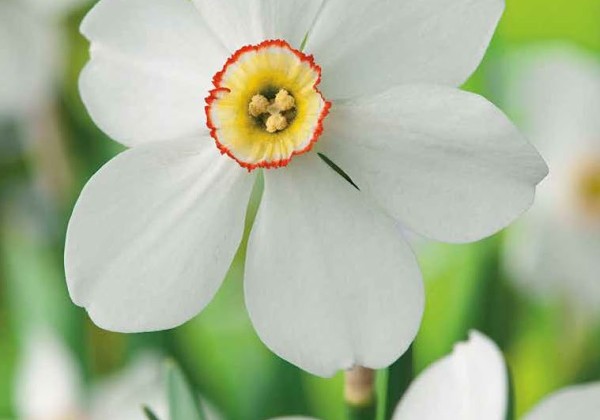 Narcissus, sīkziedu Recurvus 12/14