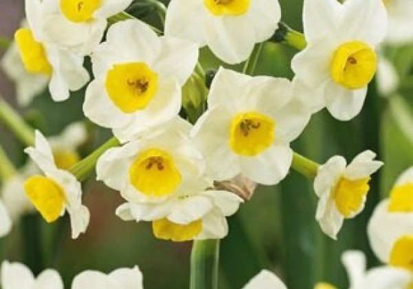 Narcissus, daudzziedu Avalanche 13/15