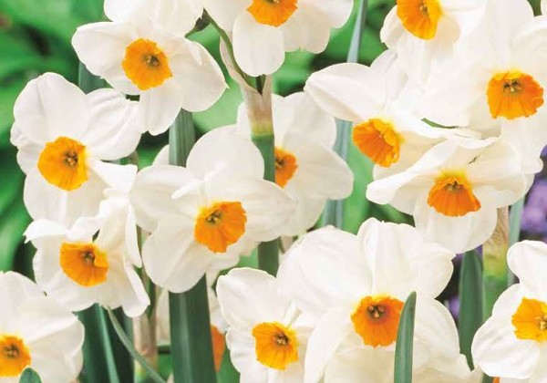 Narcissus, daudzziedu Geranium 12/14