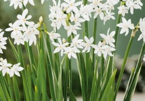 Narcissus, daudzziedu Paperwhite 15/16