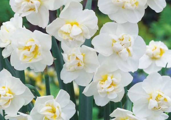 Narcissus, daudzziedu Sir Winston Churchill 12/14