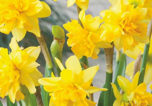 Narcissus, botāniskā Tete Boucle 11/12