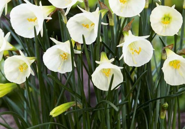 Narcissus, botāniskā White Petticoat 6/8