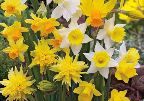 Narcissus, botāniskā Botanical Mix 10/12