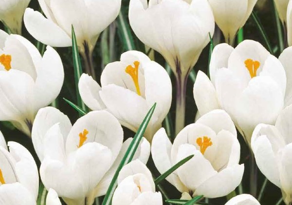 Crocus vernus Jeanne D'Arc 8/9