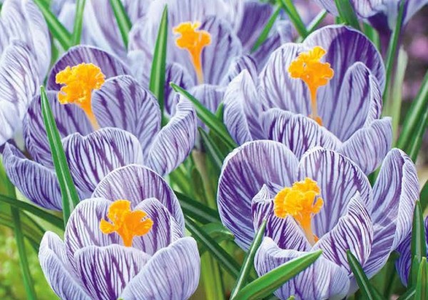 Crocus vernus Pickwick 8/9