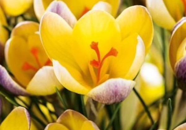 Crocus chrysanthus Advance 5/+