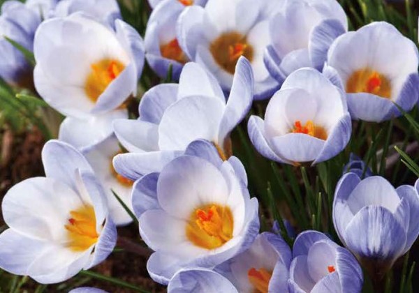 Crocus chrysanthus Blue Pearl 5/+
