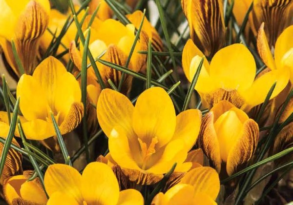 Crocus chrysanthus Fuscotinctus 5/+