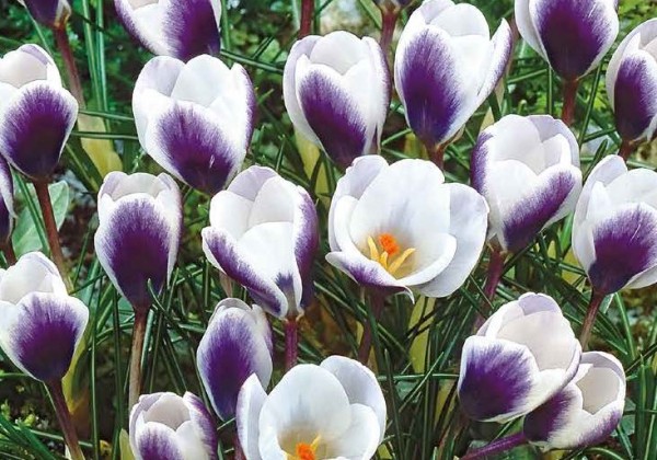 Crocus chrysanthus Prins Claus 5/+