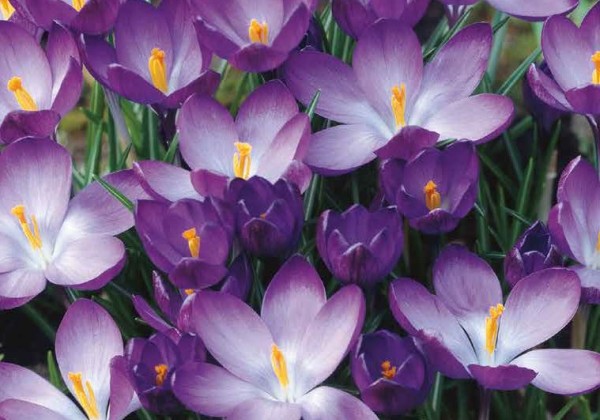 Crocus tommasinianus Ruby Giant 5/+