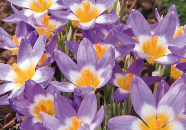 Crocus sieberi Tricolor 5/+