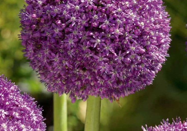 Allium Ambassador 18/20