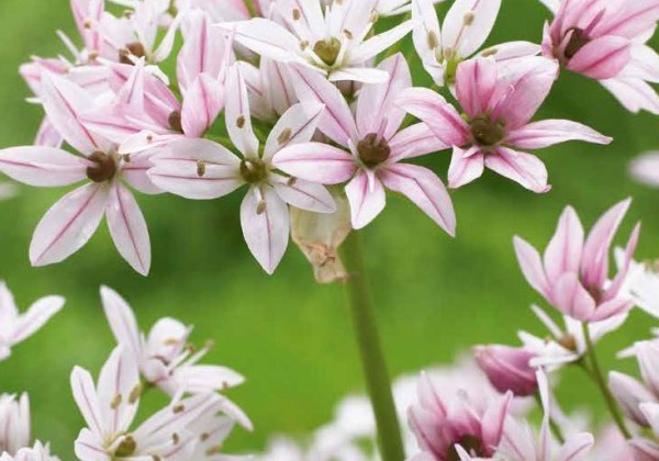 Allium Cameleon 4/+
