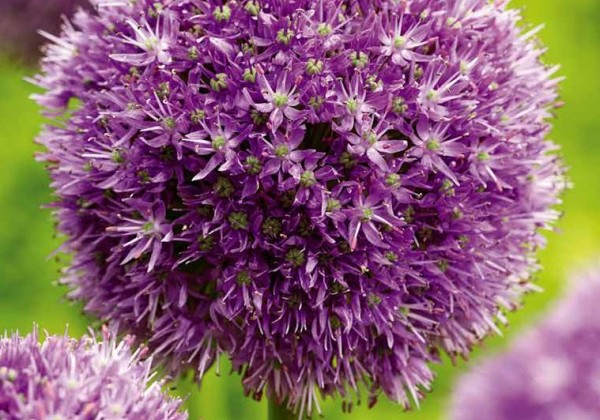 Allium Globemaster 18/20