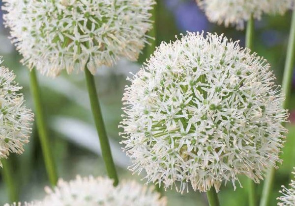 Allium Mount Everest 20/+
