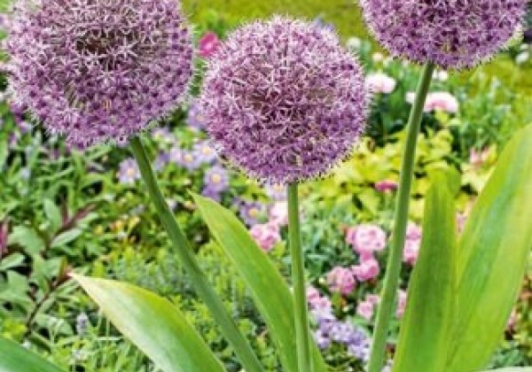 Allium Party Balloons  16/18