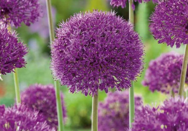 Allium Purple Sensation 12/14