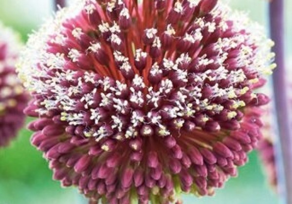 Allium Red  Mohican 10/+