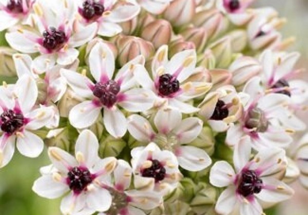 Allium  Silver Spring 10+