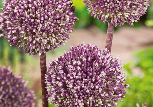 Allium Summer Drummer 12/+