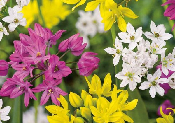 Allium Species Mix 4/5