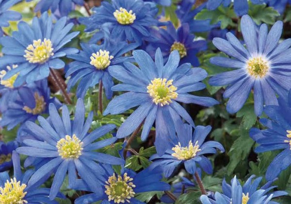 Anemone blanda Blue Shades 5/+