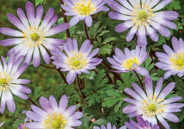 Anemone blanda Charmer 5/+