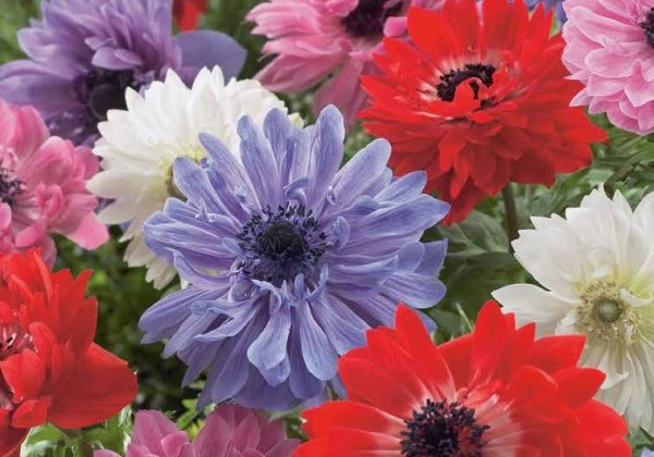 Anemone coronaria St. Brigid Mix 5/6