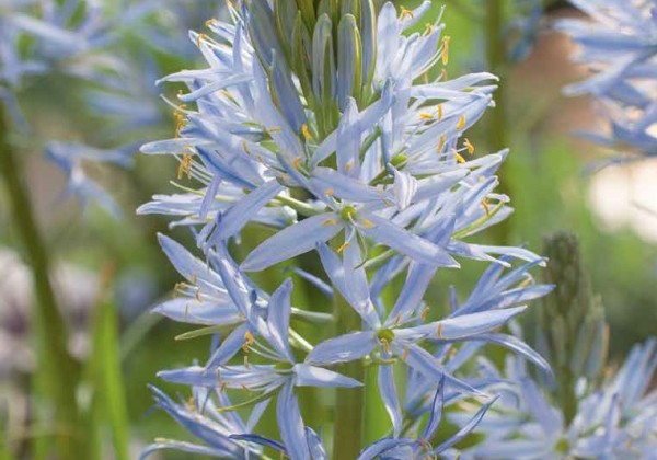 Camassia cusickii 14/+