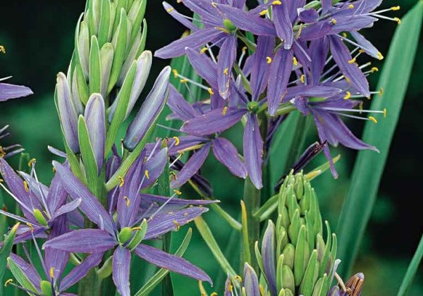 Camassia leichtlinii Caerulea 14/+