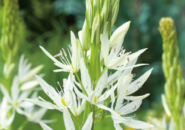 Camassia leichtlinii Alba 14/+