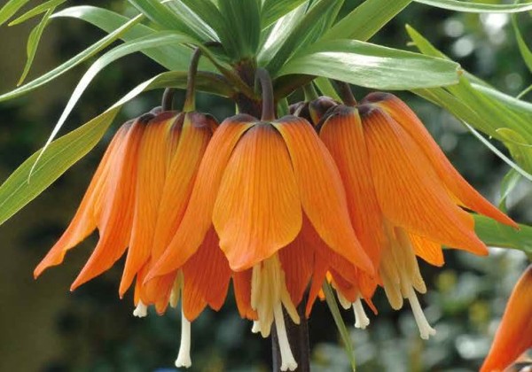 Fritillaria imperialis Aurora 20/24