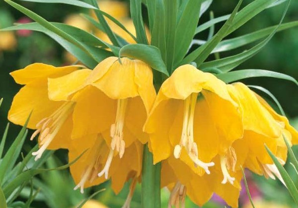 Fritillaria imperialis Lutea 20/24