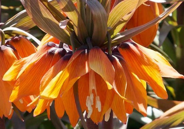 Fritillaria imperialis Sunset 20/24